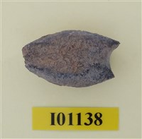 藏品(魚骨)的圖片